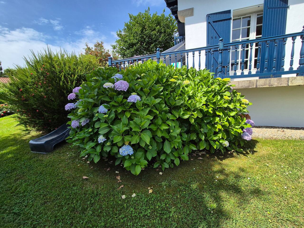 Hortensias dans le jardin de la Villa Arrosa